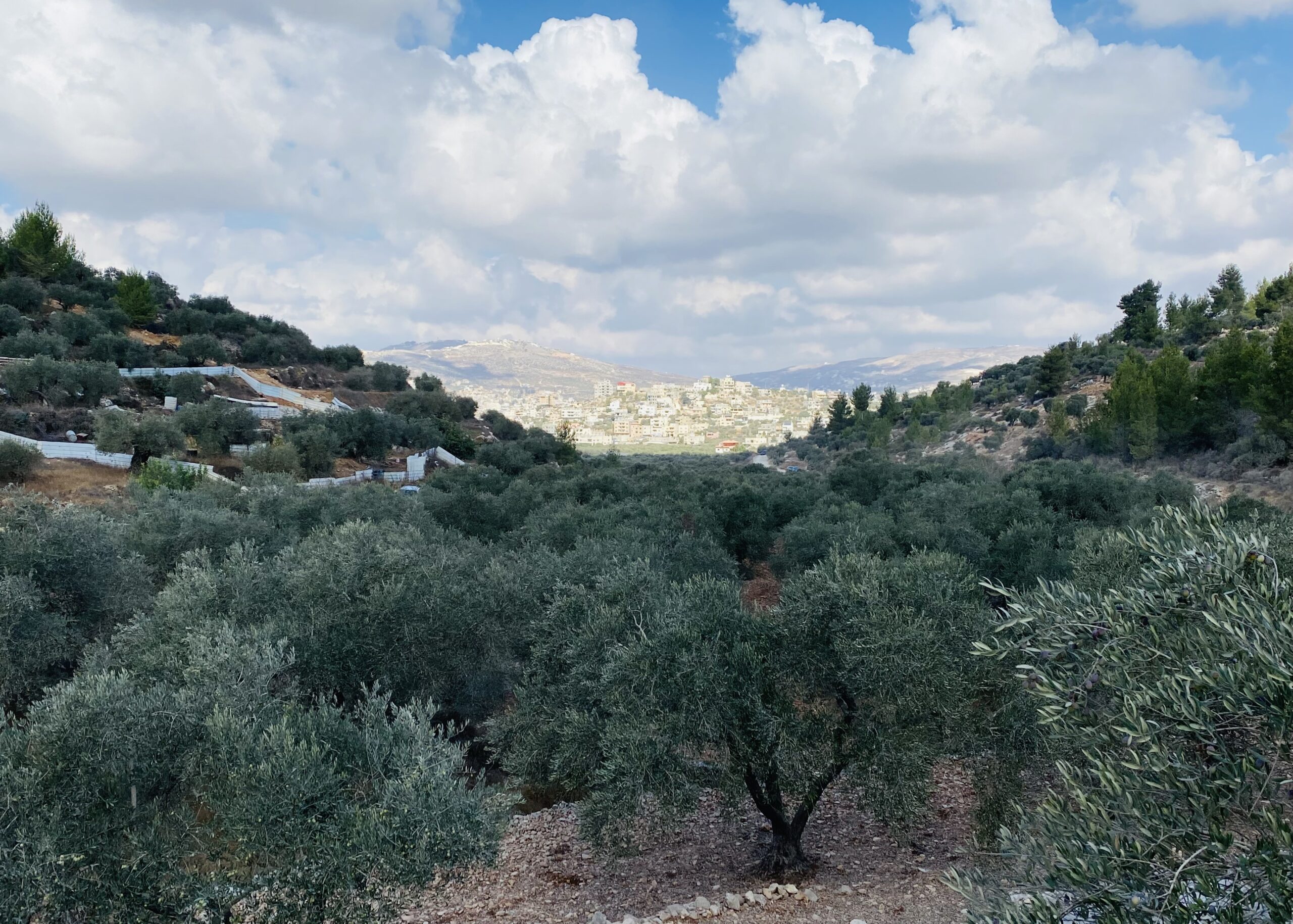 עונת הזיתים: תחזיות לעונה טובה השנה ולעונה היסטורית בשנה הבאה