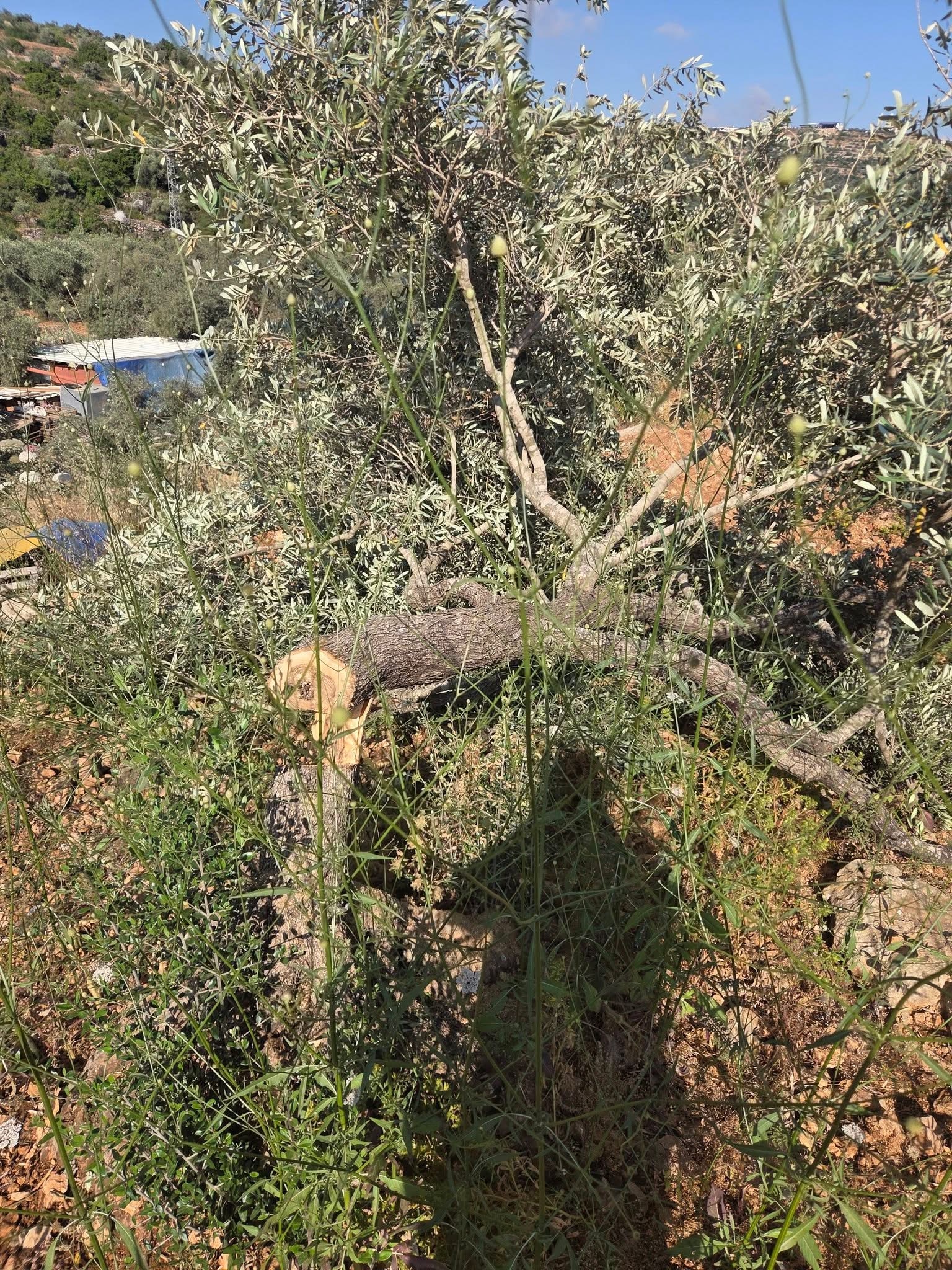 כוחות הכיבוש עצרו צעיר מדיר בלוט; מתנחלים תקפו בכפל חארס ובוואדי א־שאער ועקרו עצי זית