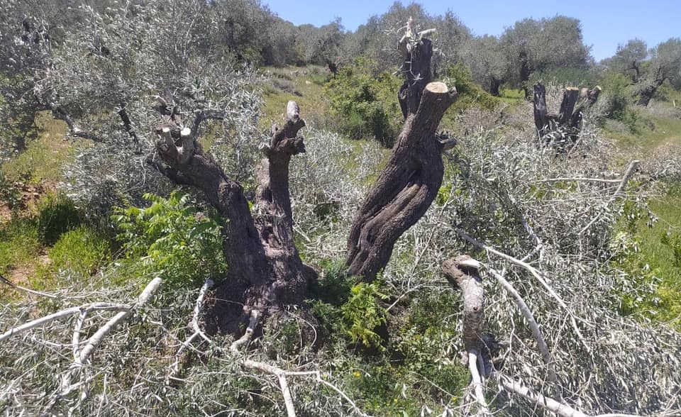 מתנחלים השחיתו יותר מ־120 עצי זית במסאפר יטא