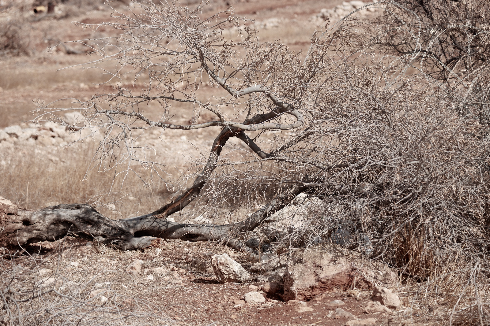 כוחות הכיבוש ירו לעבר פלסטינים בעת מסיק הזיתים בכובאר שבצפון רמאללה