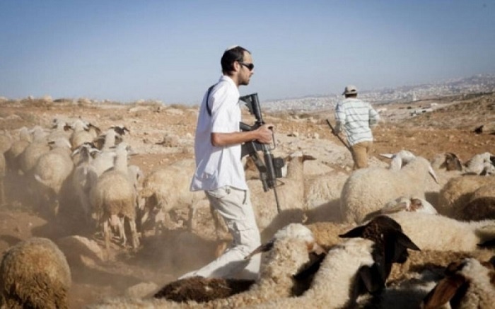 מתנחלים מגרשים רועי צאן מאל־חדידיה בצפון בקעת הירדן