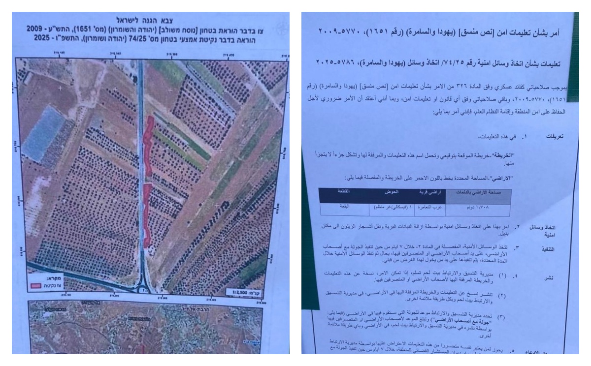 כוחות הכיבוש הורו לעקור מאות עצי זית מתקוע שבדרום־מזרח בית לחם