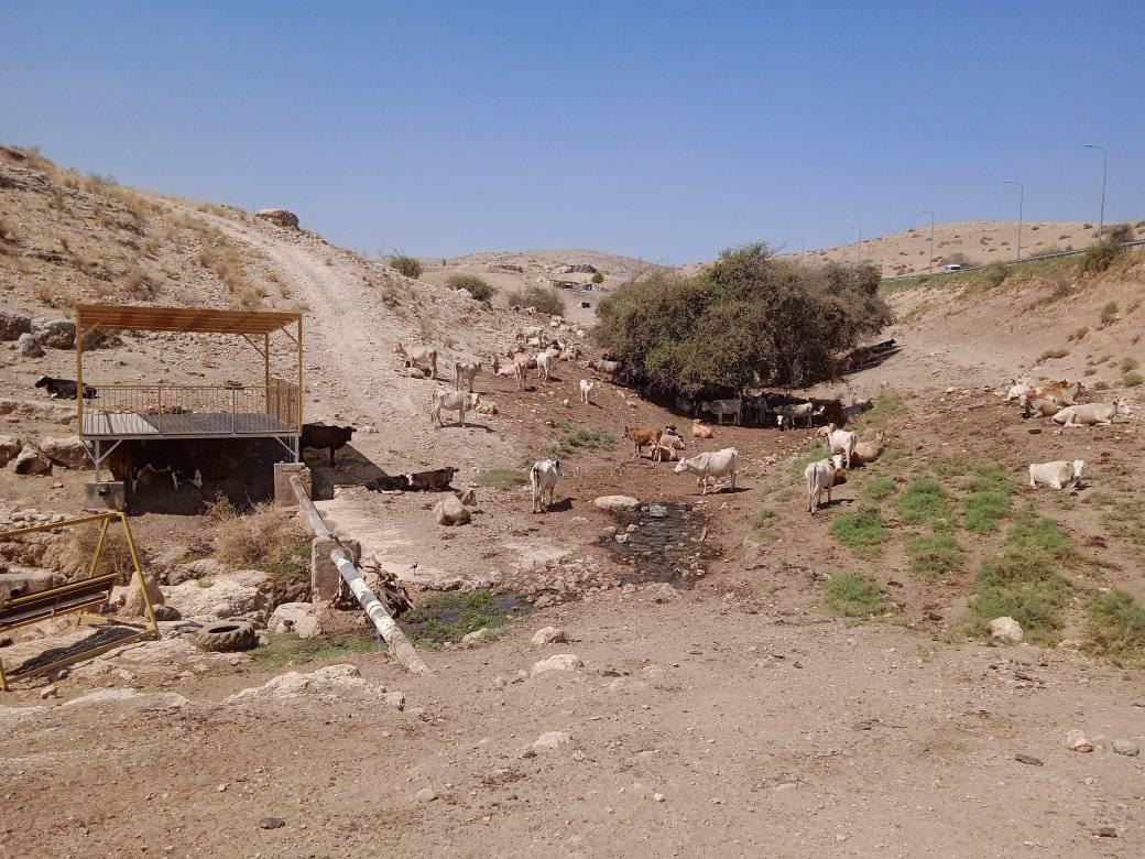 משלחת דיפלומטית נחשפה להפרות הישראליות ביריחו ובבקעת הירדן