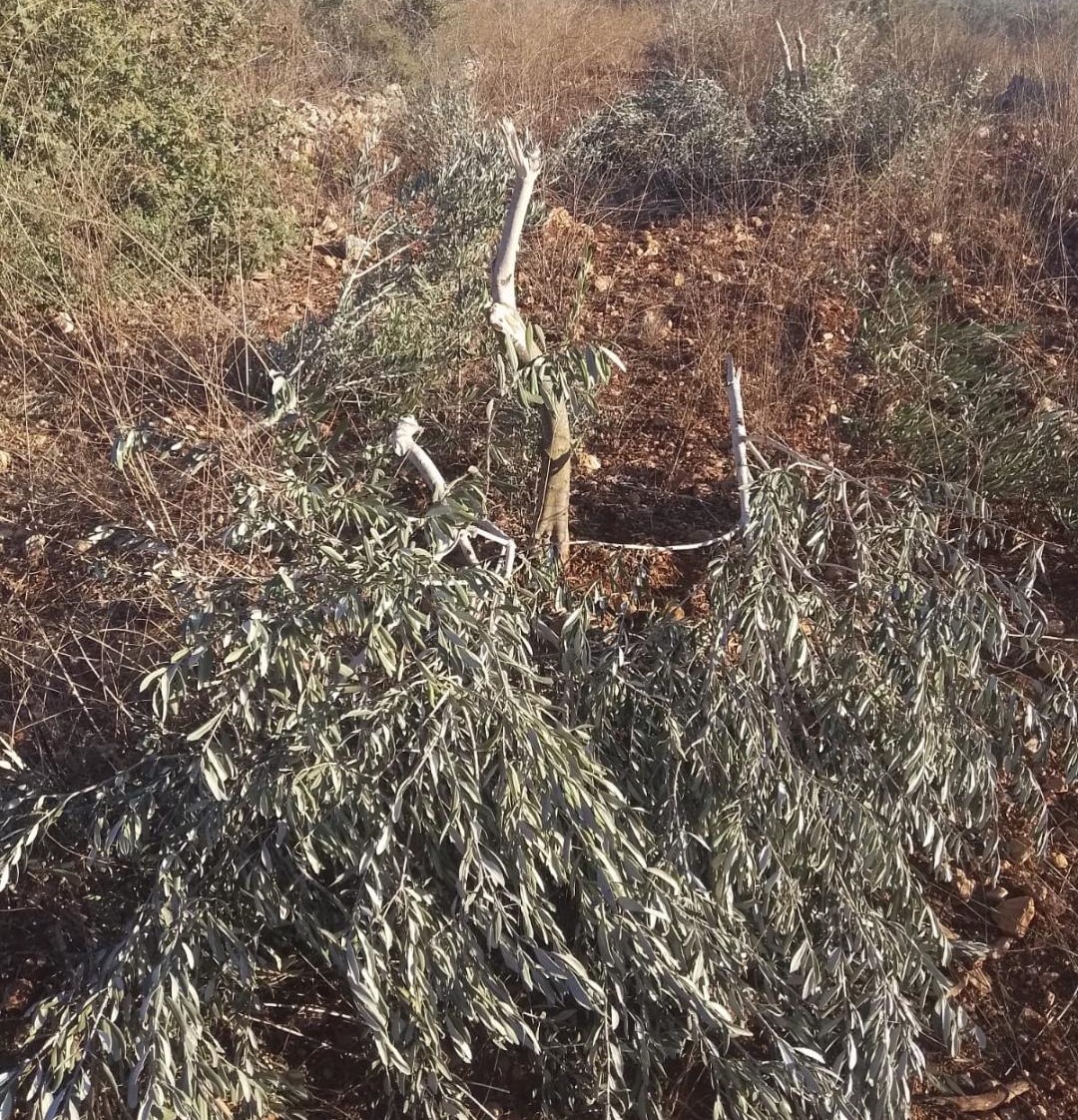מתנחלים עקרו 30 עצי זית בכפר יסוף שבמזרח סלפית