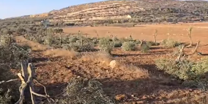 מתנחלים כרתו כ־120 עצי זית בין הכפרים אל־מוע'ייר ואבו פלח בצפון־מזרח רמאללה