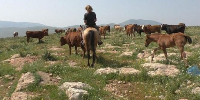גם פרות המתנחלים גרמו נזקים לחקלאים