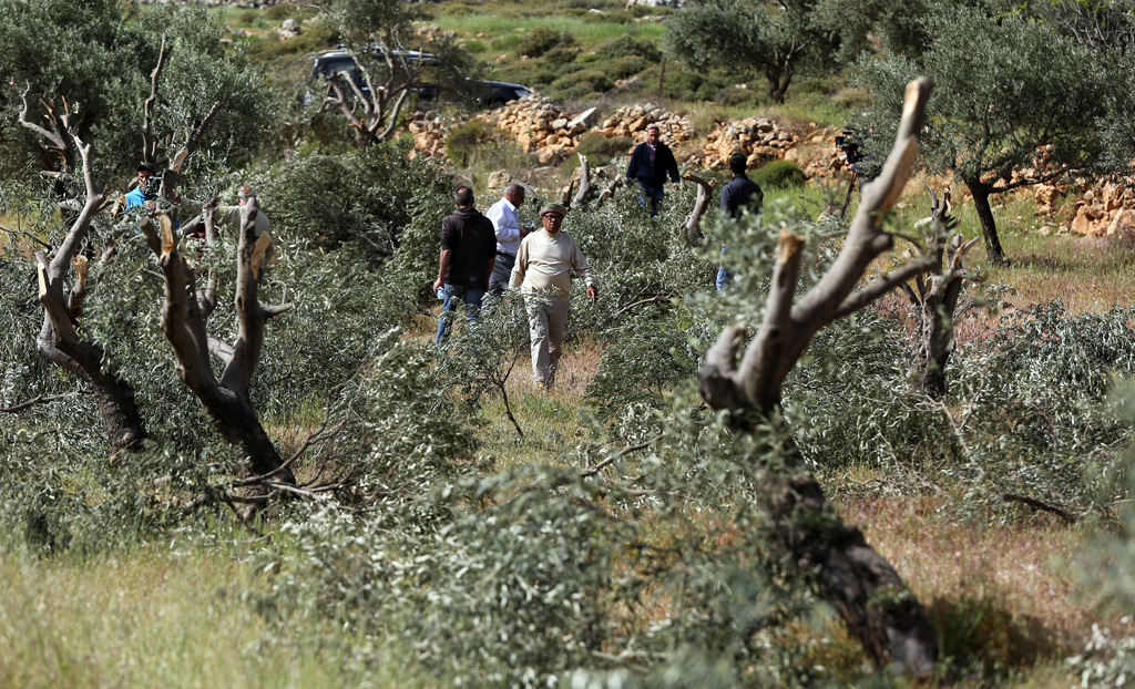 כוחות הכיבוש עקרו עשרות עצי זית בין עראבה ליעבד