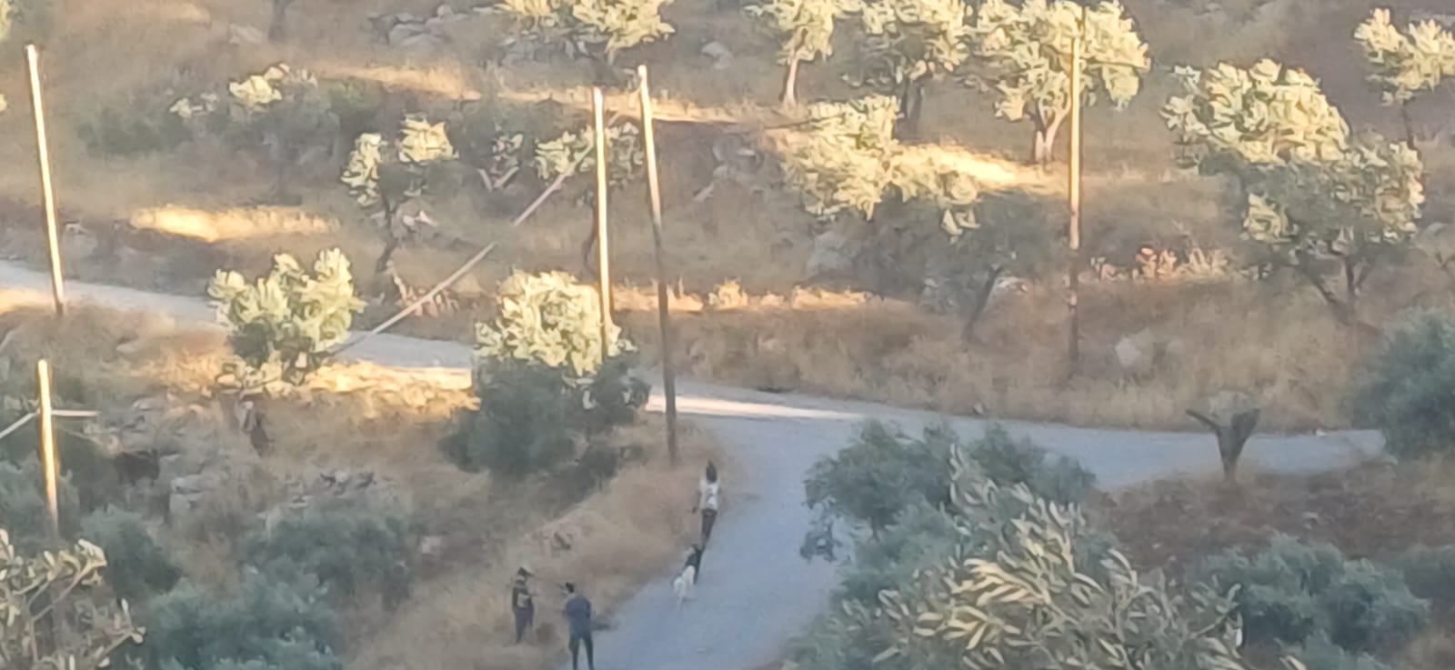 תשעה פלסטינים נפצעו וקטין נעצר בתקיפת כוחות הכיבוש והמתנחלים במסאפר יטא