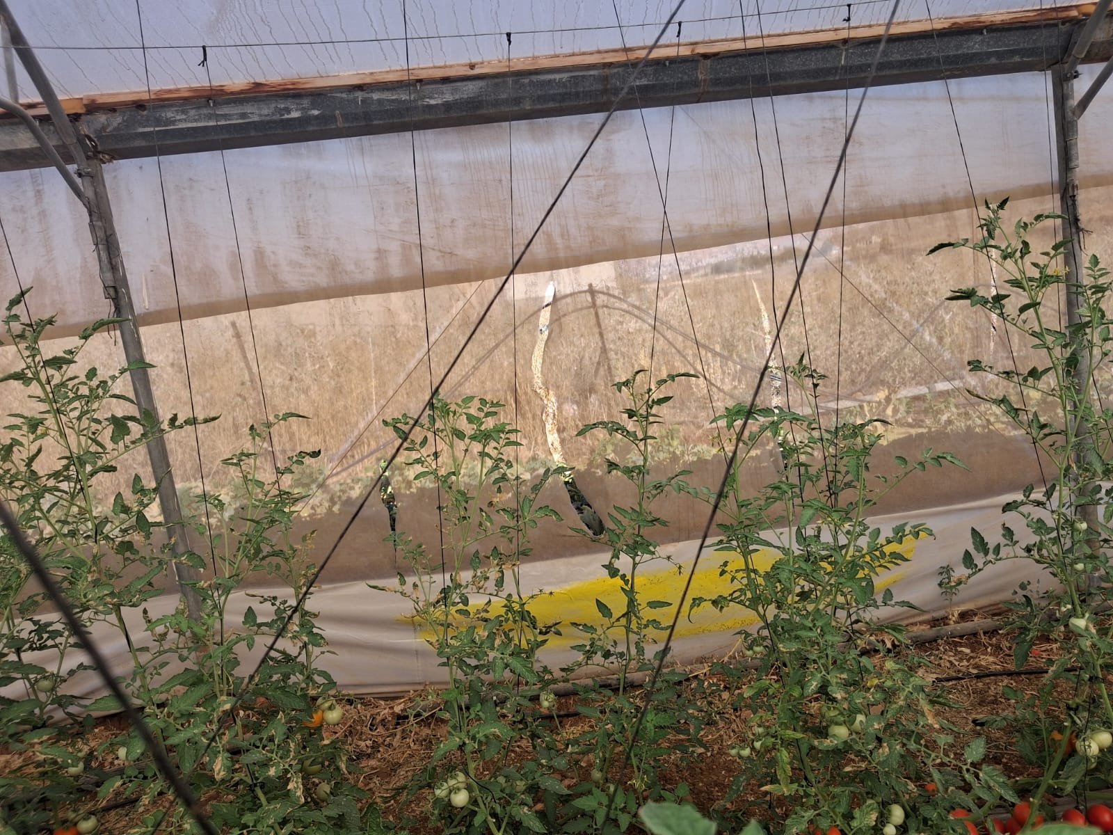 מעבר לגדר: חקלאי קלקיליה מתמודדים עם הגבלות גוברות על הגישה לאדמותיהם