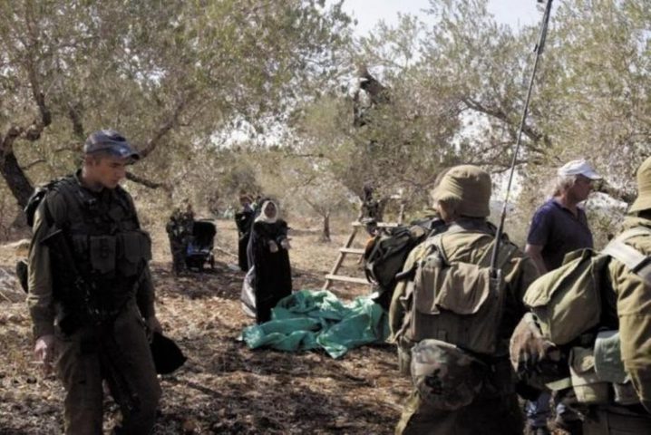 כוחות הכיבוש ומתנחלים תקפו פלסטינים בעת מסיק הזיתים בכפר אלח׳דר מדרום לבית לחם
