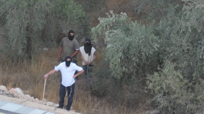 158 תקיפות של כוחות הכיבוש ומתנחלים נגד מסיק הזיתים מאז תחילת העונה