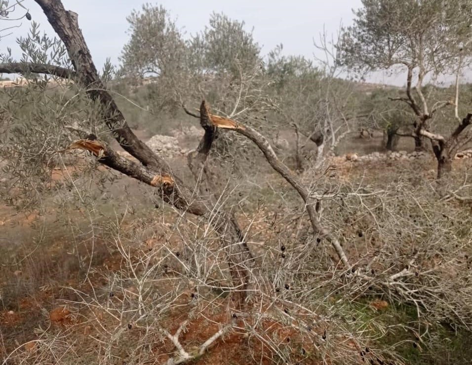 מתנחלים השחיתו 15 עצי זית וגרמו נזק לבאר מים בכפר יסוף