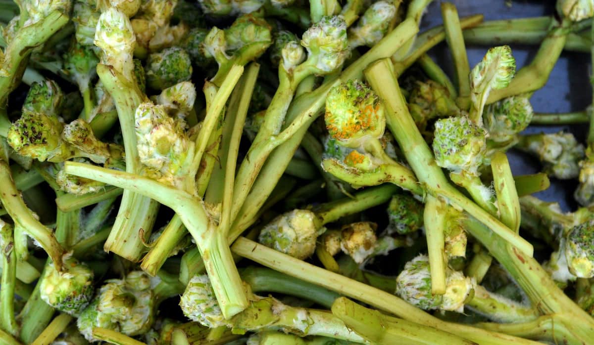 מתנחלים רססו בגז הפלפל נשים פלסטיניות שקטפו צמח העכובית