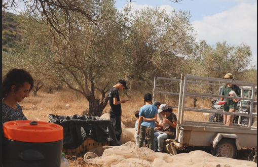מתנחלים גנבו יבול זיתים מאדמות הכפר מוע'יר שמצפון-מזרח לרמאללה