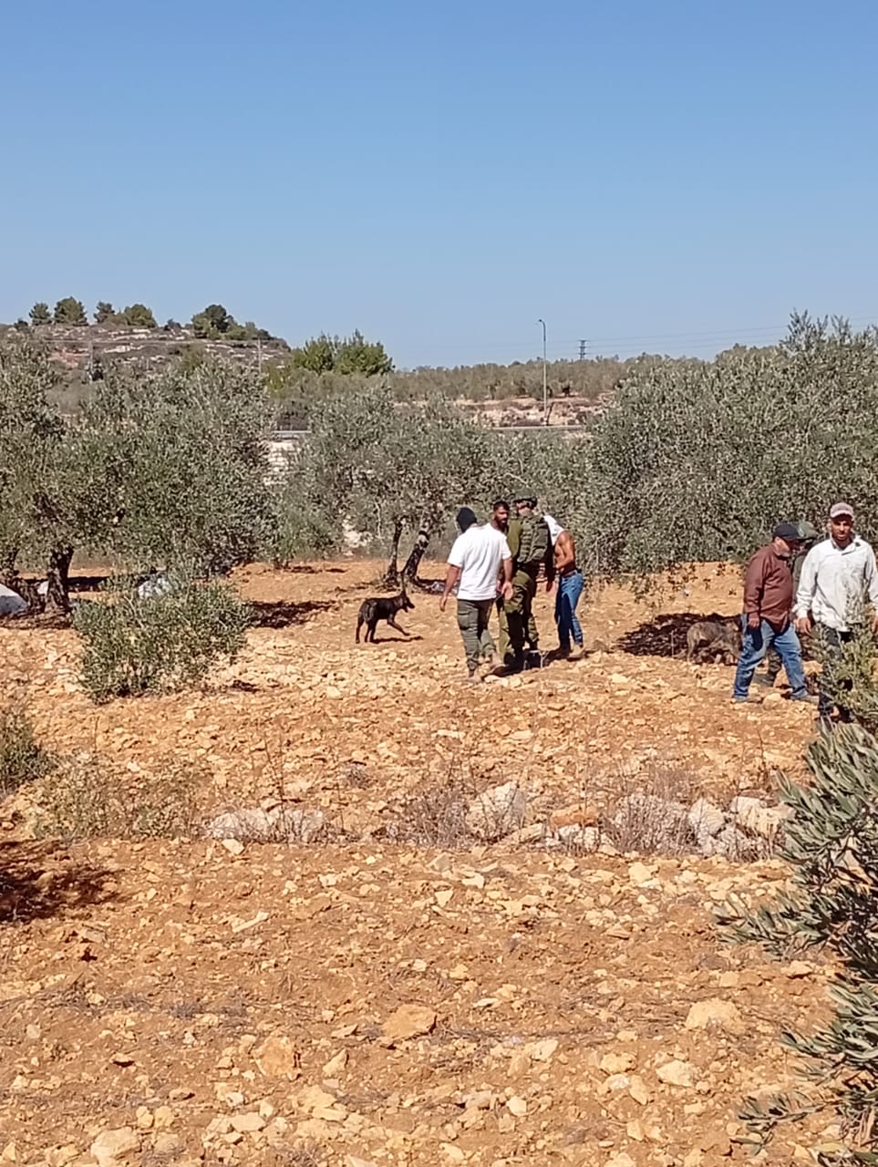 כוחות הכיבוש עצרו צעיר ומתנחלים תקפו חקלאים בדיר ניזאם שמצפון לרמאללה