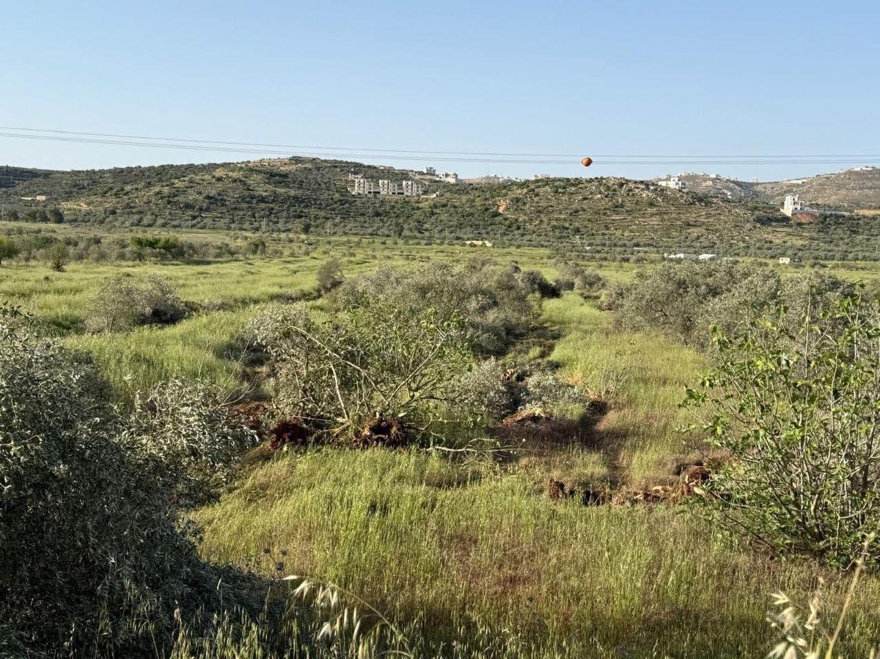 מתנחלים כרתו כ־400 עצי זית סמוך לתרמסעיא