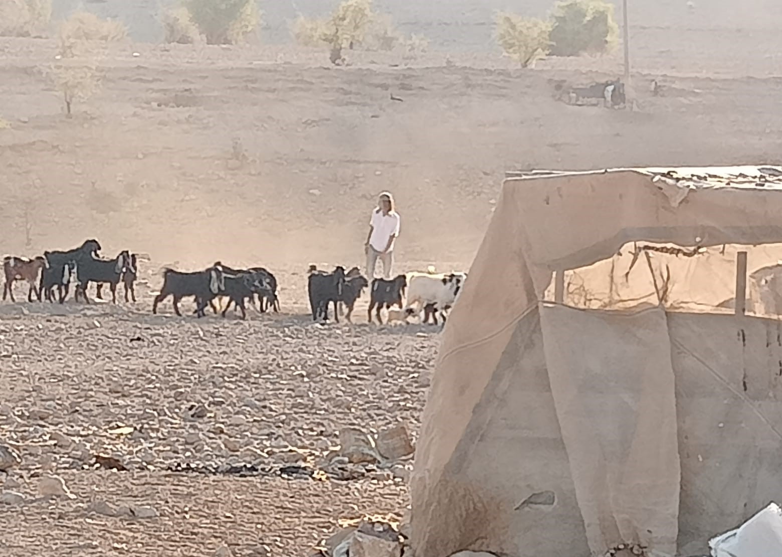 מתנחלים פשטו על כפר שלאל אלעוג’ה מצפון ליריחו ורעו את עדריהם בשטחים מיושבים