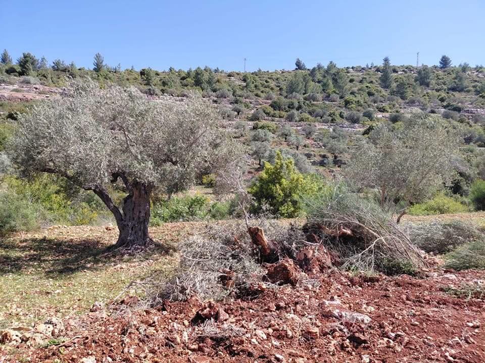 הרס אדמות, כריתת עצים וחסימת גישה לבית: כוחות הכיבוש פועלים באום צפא