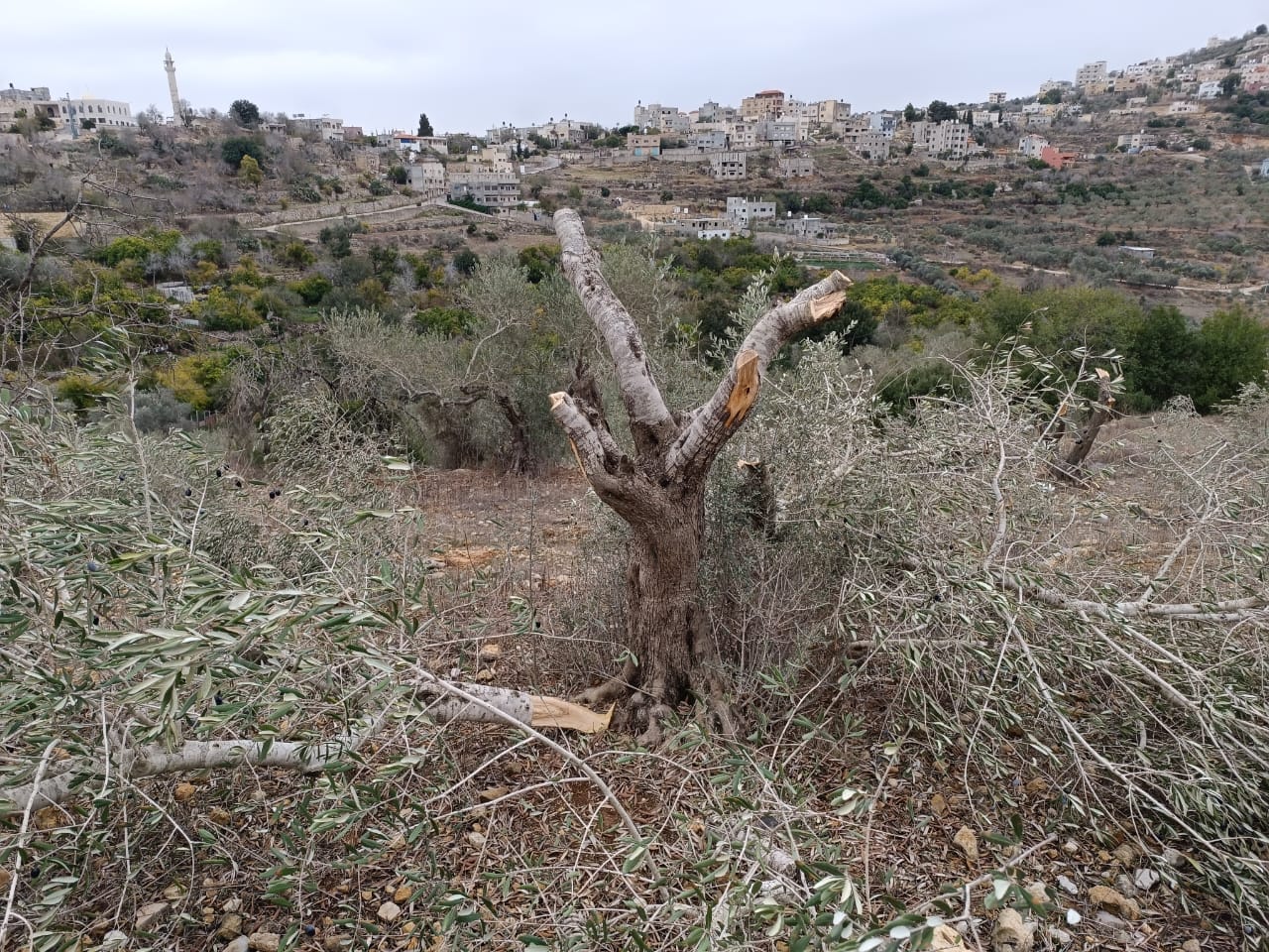 מתנחלים השחיתו 30 עצי זית בכפר סוסיא