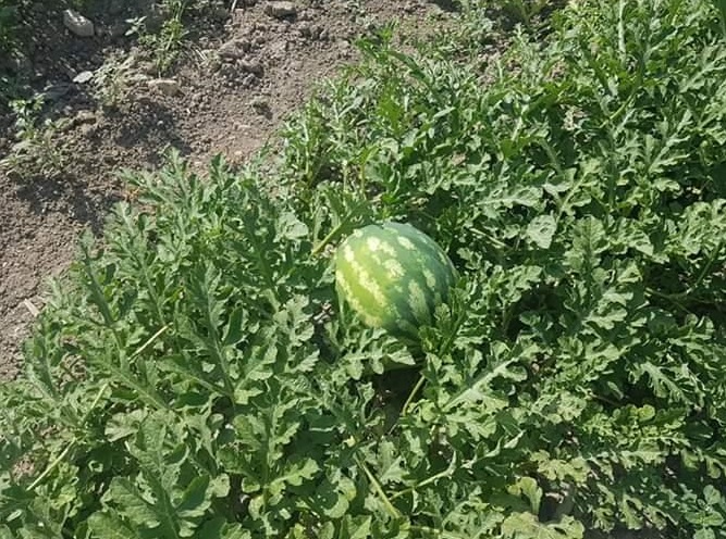 משרד החקלאות הפלסטיני לוואפא: לא נמצאה נגיעות בווירוס האבטיח בשדות הפלסטיניים