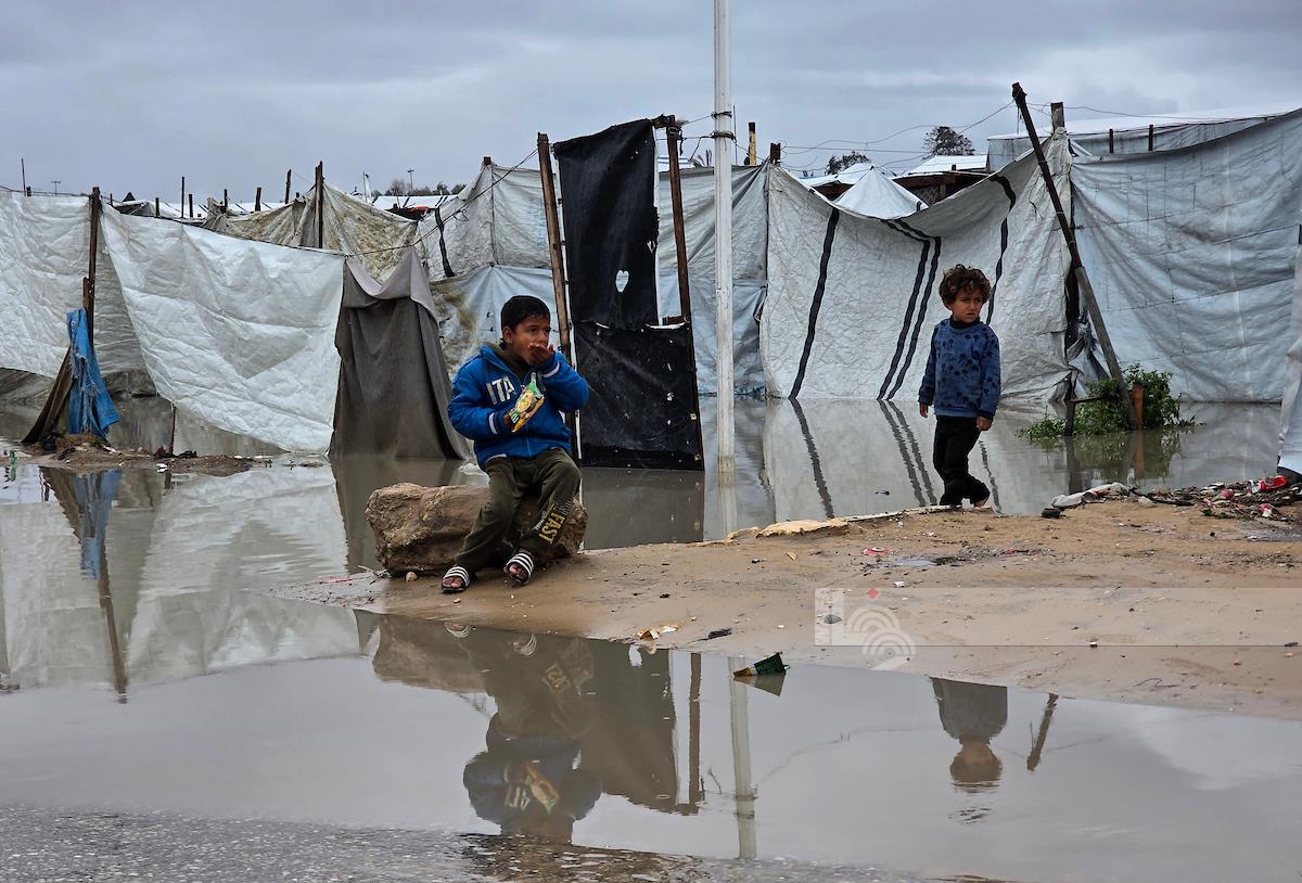 עזה: מכרסמים וחרקים – משבר סביבתי ובריאותי המאיים על חיי התושבים