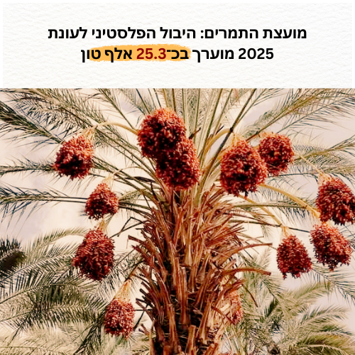 מועצת התמרים: היבול הפלסטיני לעונת 2025 מוערך בכ־25.3 אלף טון
