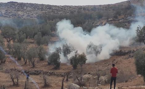 ירי רימוני גז לעבר מסיקי הזיתים במסאפר יאטא