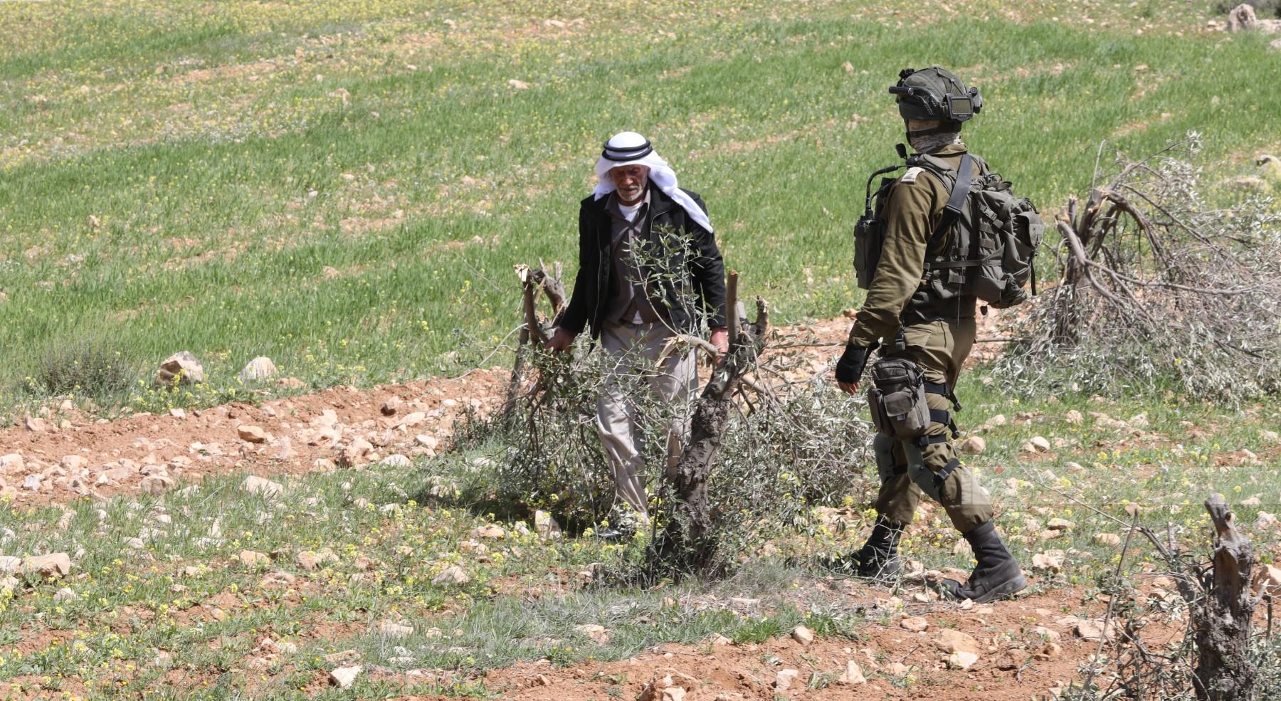 עונת מסיק הזיתים בכפרי שכם – מתנחלים ממשיכים לתקוף במסיק