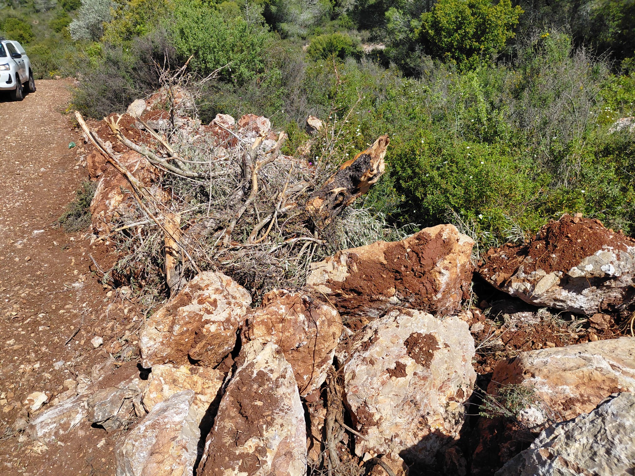 מתנחלים עקרו מאות עצי זית וחרשו אלפי דונמים באום צפא: "תוכנית לגירוש והקמת גוש התנחלויות חדש"