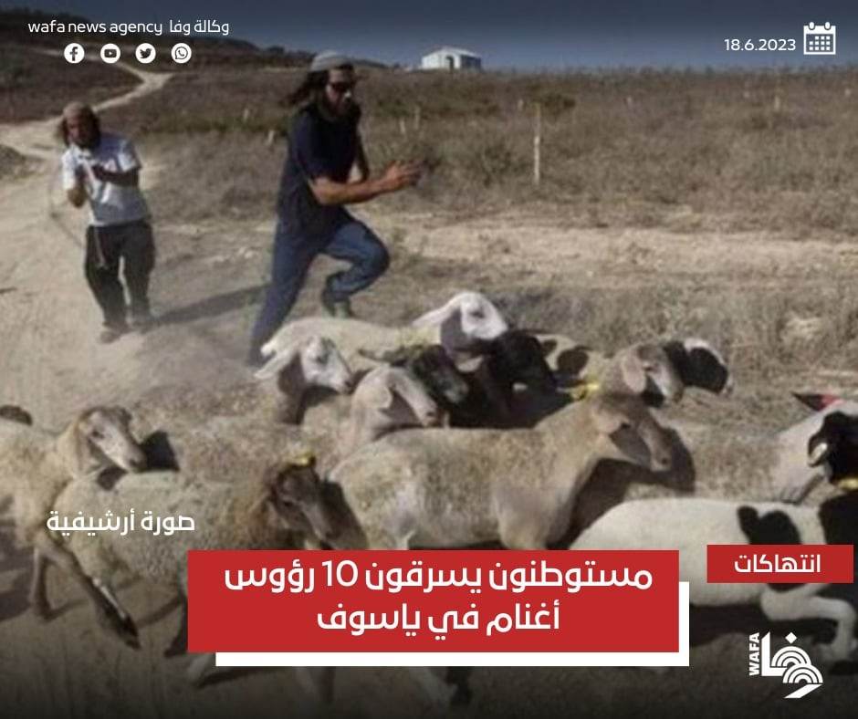 טרוריסטים יהודים גנבו כבשים בוואדי יאסוף