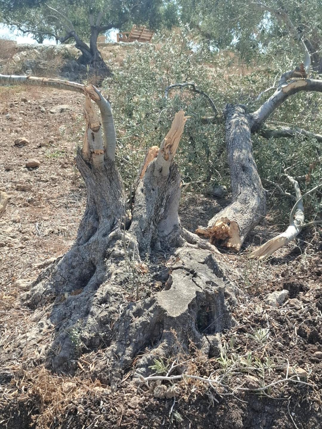 כוחות הכיבוש עקרו והחריבו עצי זית מדרום לג׳נין