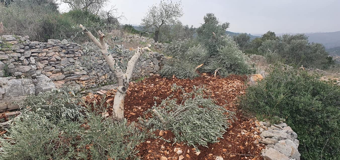 מתנחלים כרתו כ־300 עצי זית במישור תרמסעיא, מצפון־מזרח לרמאללה