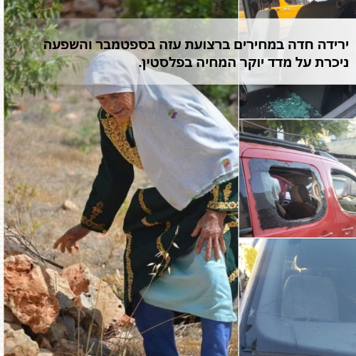 כוחות הכיבוש ומתנחלים תקפו פלסטינים בעת מסיק זיתים בדרום ובמזרח שכם.