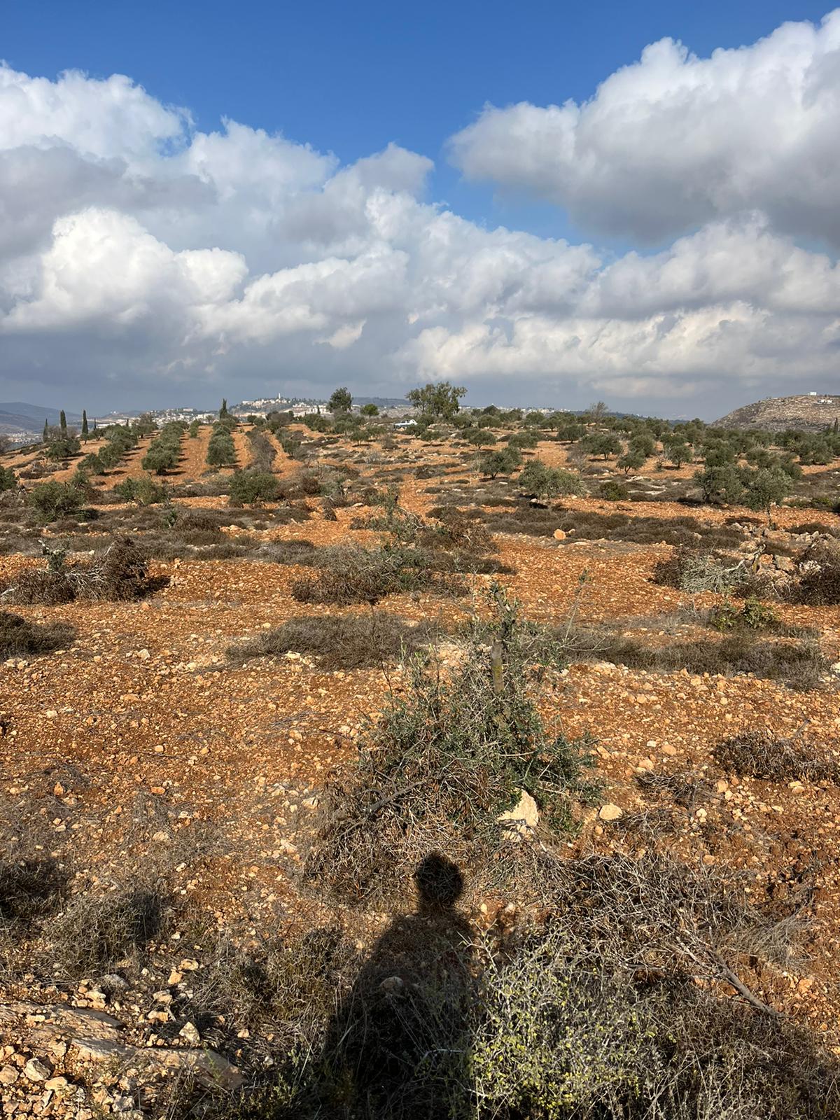 טרוריסטים יהודים כרתו 100 עצי זית בתורמסעיא