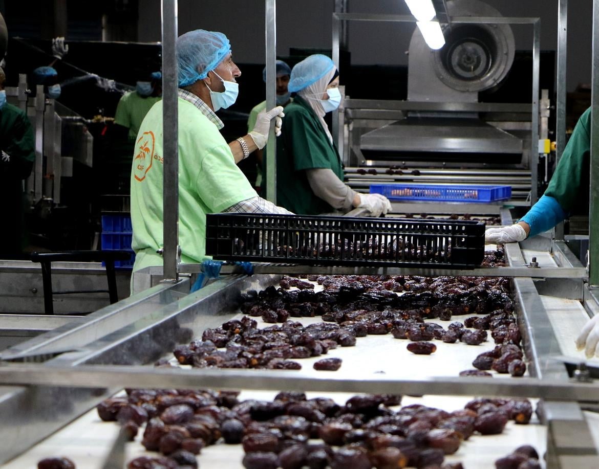 פלסטין מבססת את מעמדה בשוק התמרים העולמי