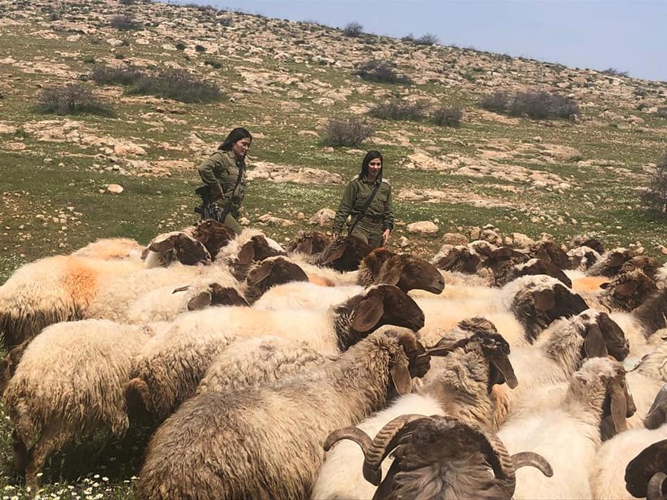 הטובות לחיל הכבשים