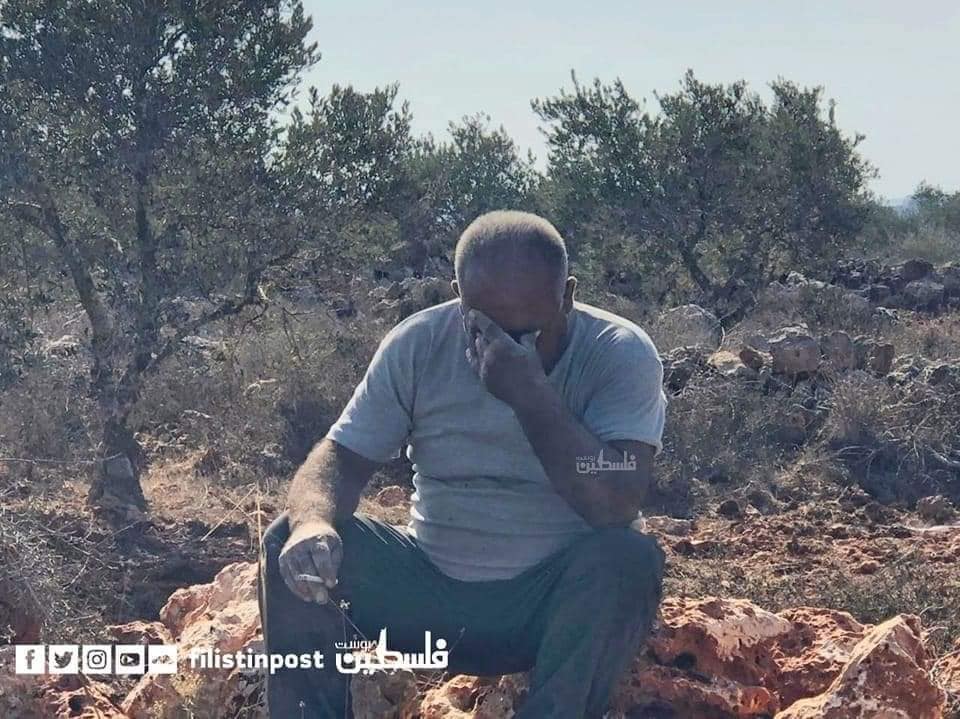 טרוריסטים יהודים כרתו 120 עצי זית 