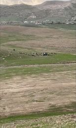 מתנחל תקף באכזריות רועה