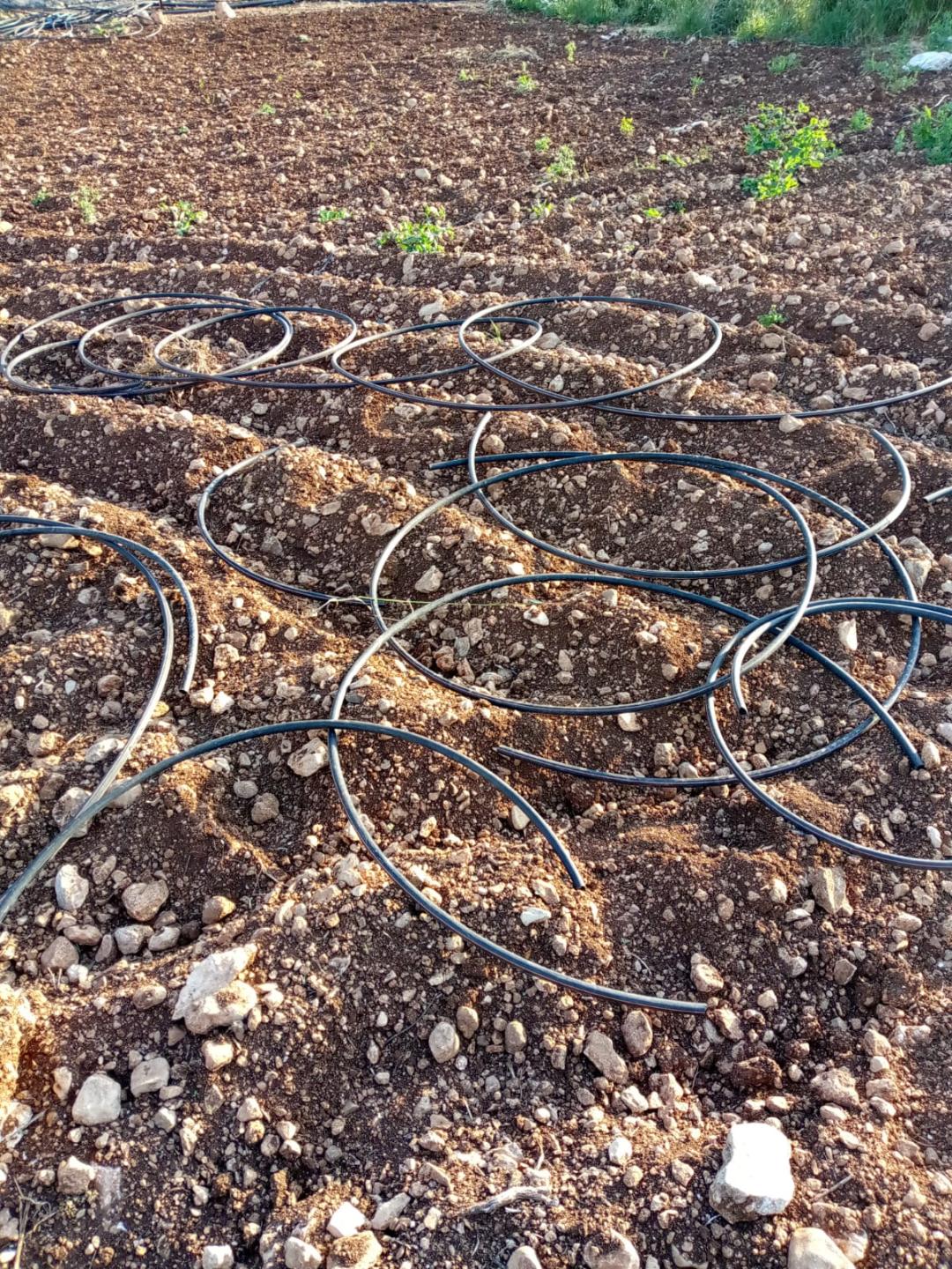 מתנחלים עקרו שתילי זית וחתכו קו השקיה ממזרח לטובאס