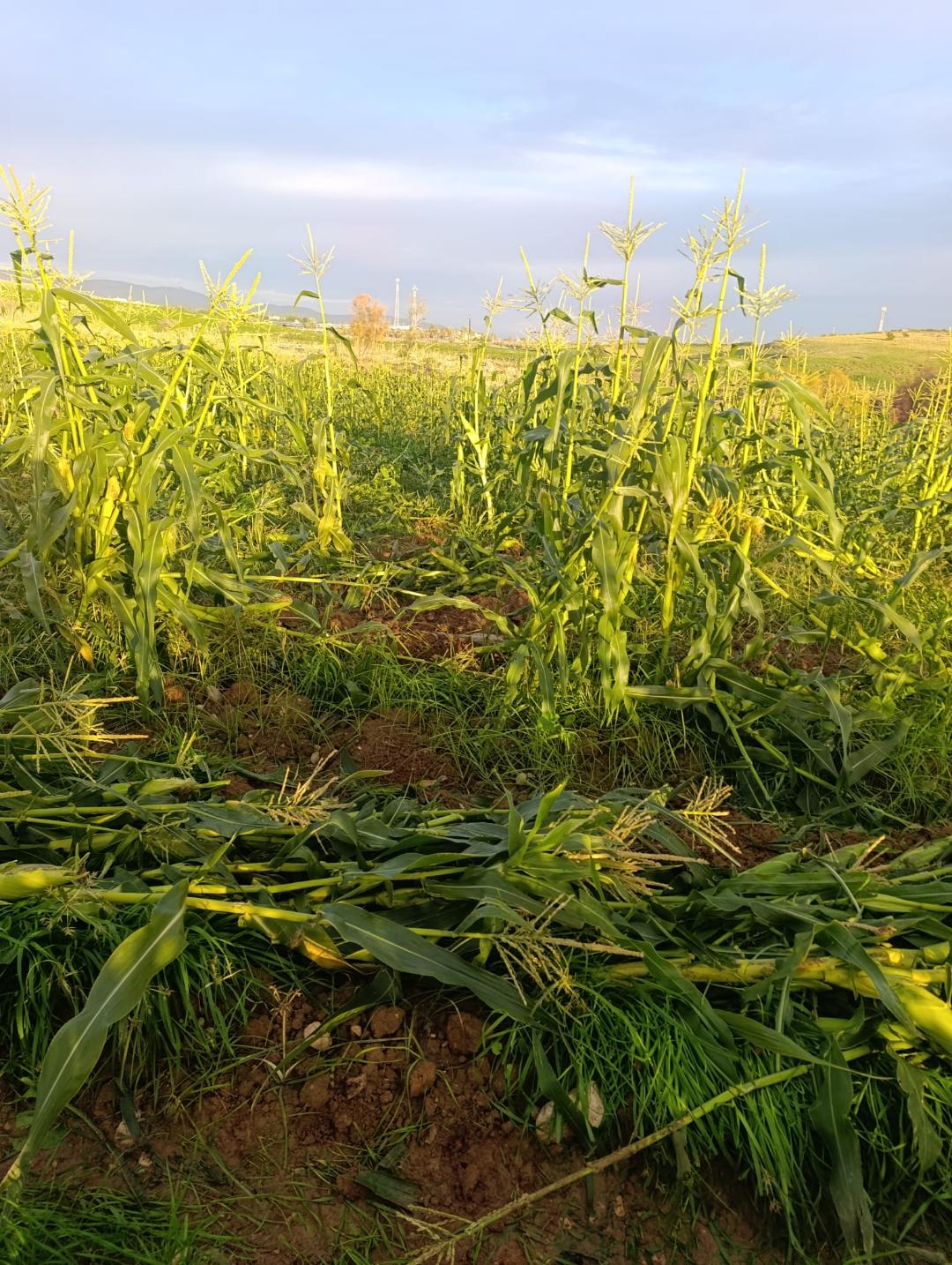 מתנחלים השחיתו יבולים חקלאיים בבקעת הירדן הצפונית