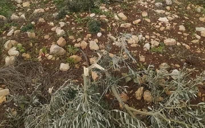 מתנחלים עקרו 100 עצי זית וגנבו ציוד חקלאי מערבית לסלפית