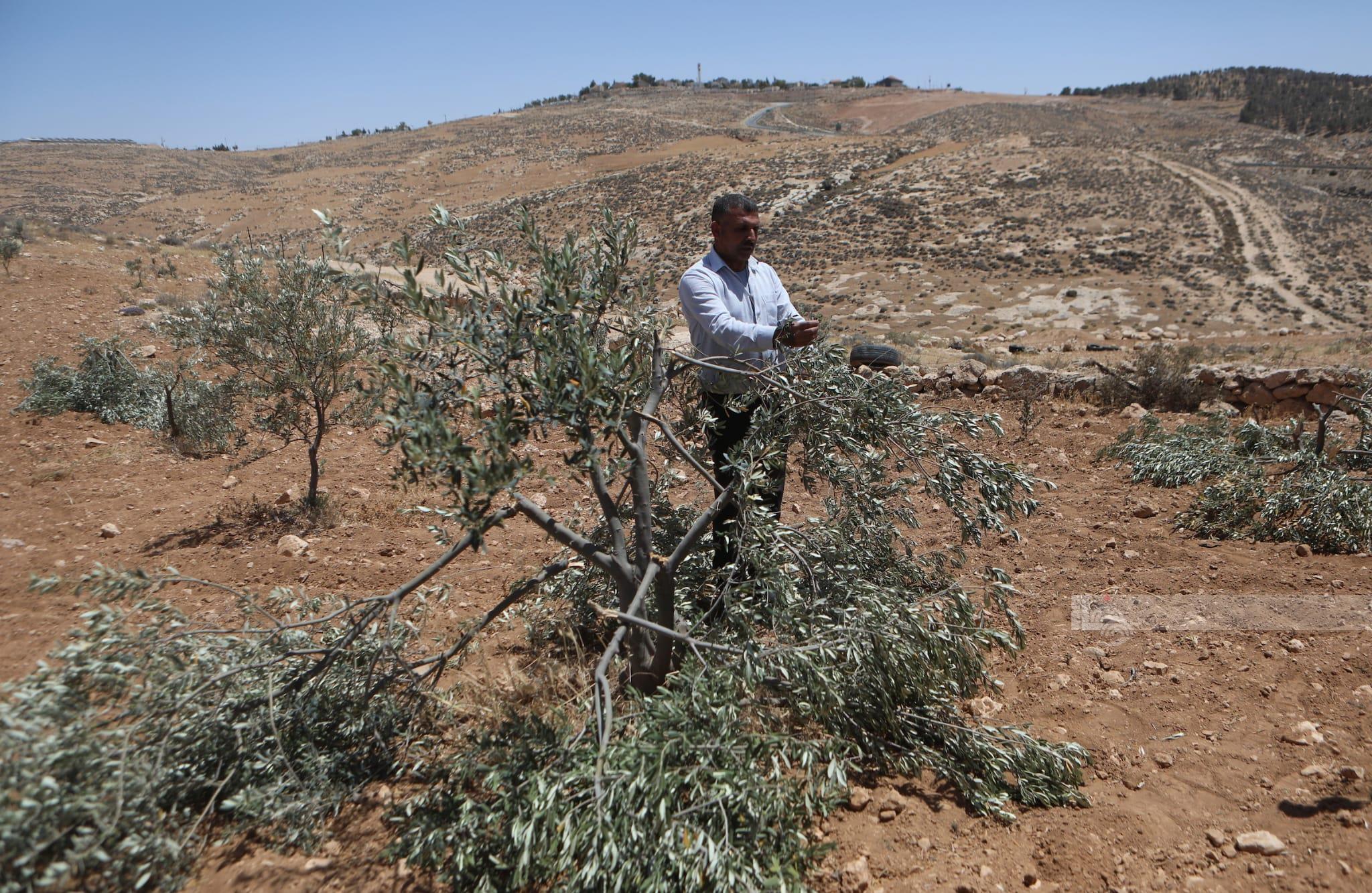 מתנחלים כרתו עשרות עצי זית במוכמס שמצפון לירושלים