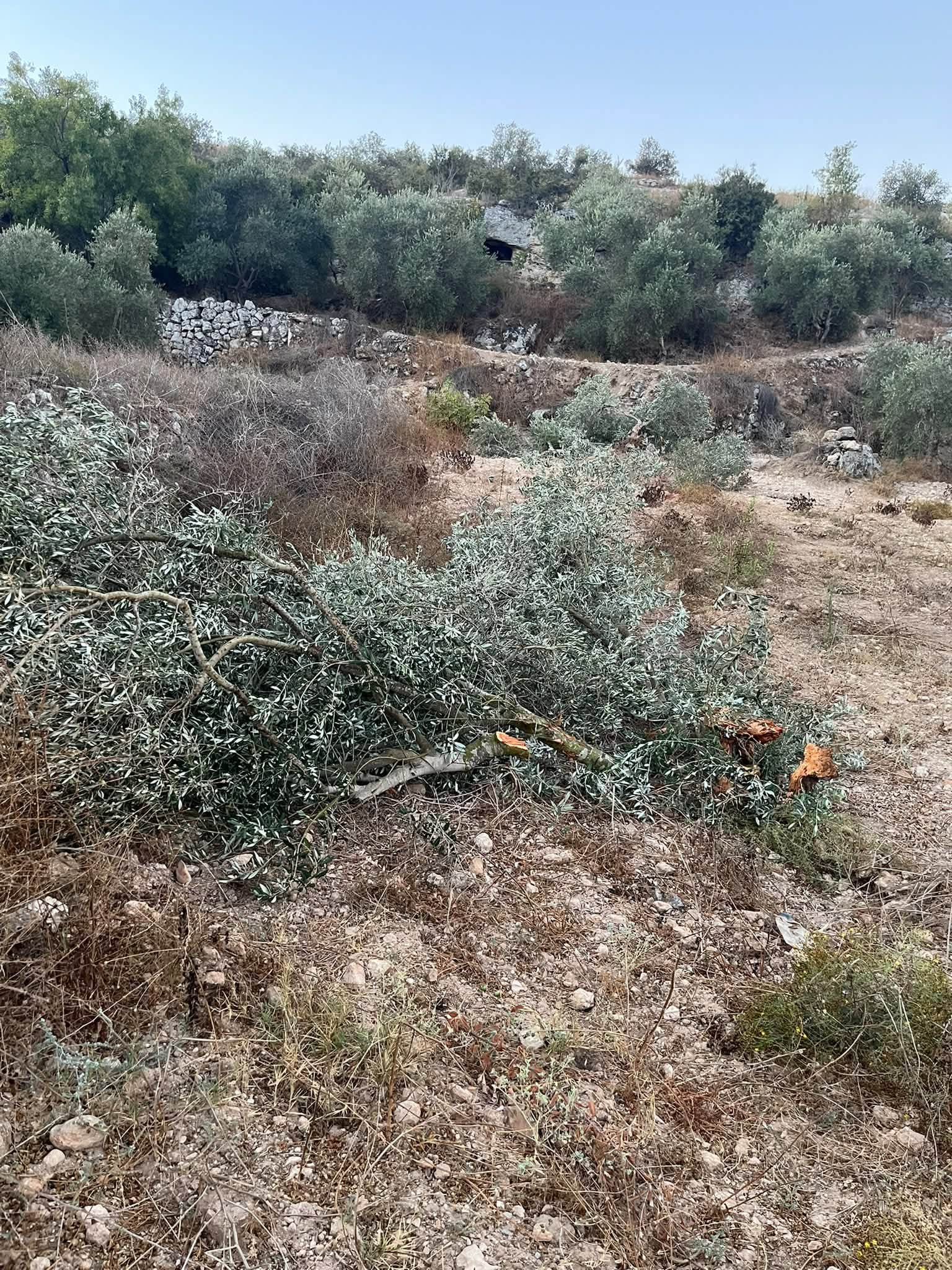 מתנחלים עקרו והשחיתו עשרות עצי זית בנעלין