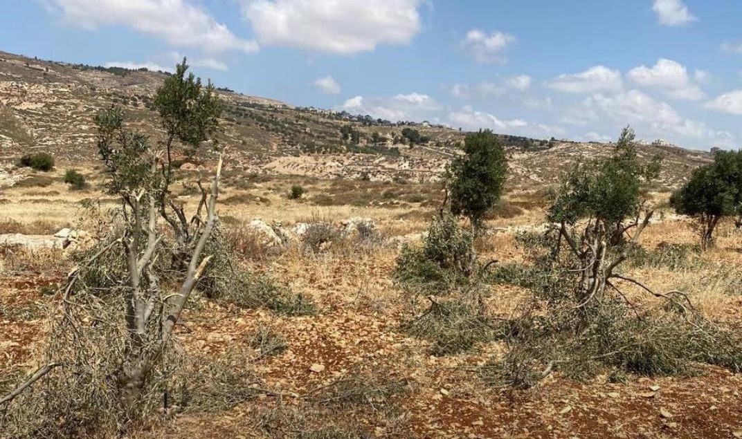 מתנחלים השחיתו עצי זית בכפר מאלכ שבמזרח רמאללה