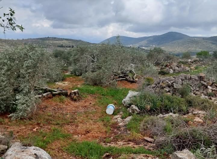 מתנחלים השחיתו עצי זית בכפר רוג'יב שליד שכם