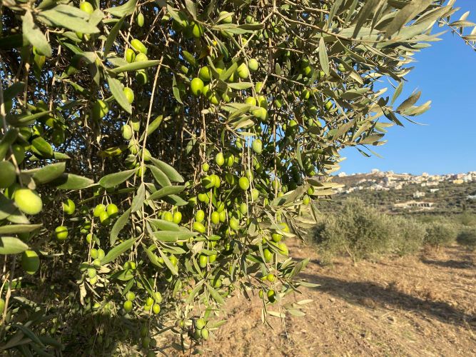 עונת מסיק הזיתים בפלסטין: ציפיות גבוהות לצד איומים גוברים מכוחות הכיבוש והמתנחלים