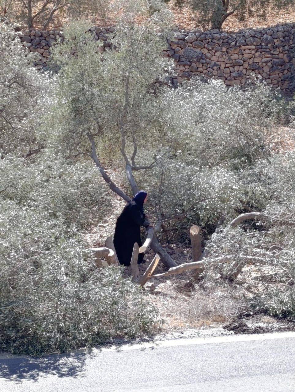 מתנחלים השמידו יותר מ־80 עצי זית בואדי סעיר שבצפון־מזרח חברון