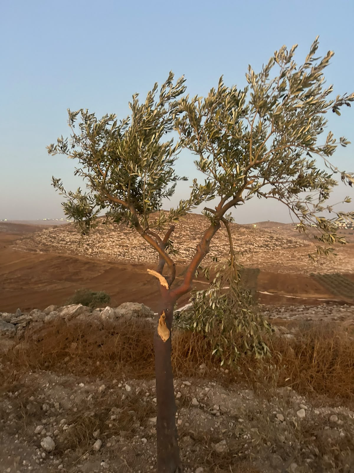מתנחל שבר ענפים של חמישה עצי זית במוח'מאס כדי להאכיל את צאנו