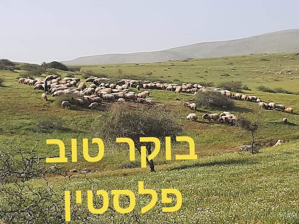 בוקר טוב פלסטין