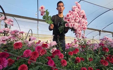 עונת קטיף הפרחים בעזה 